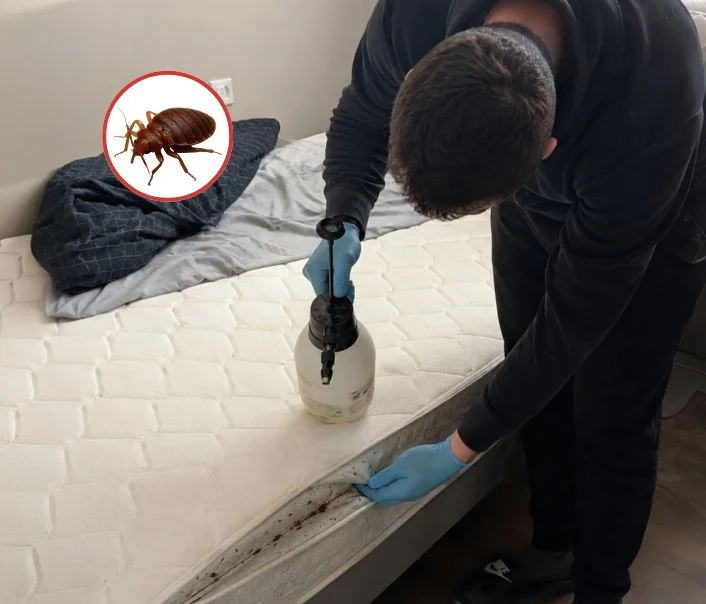 Technicien traitant un matelas contre les punaises de lit à Gironville-sur-Essonne